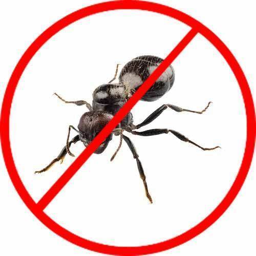 ant control norwalk ct